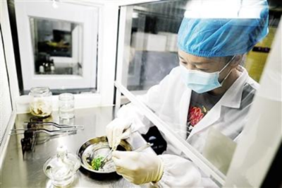 福建良种生物科技携手科研院校 共促林业科技开发